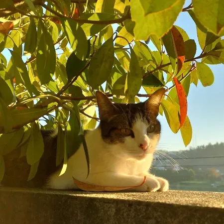 بيت للعطل Casa Da Aldeia