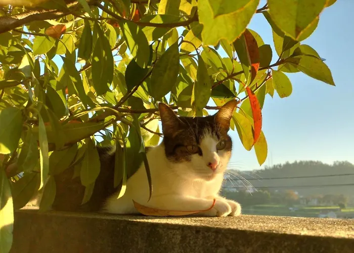 בית נופש Casa Da Aldeia